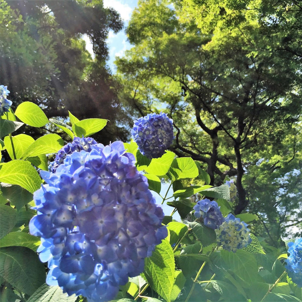 Blue ajisai grove@Imperial Park